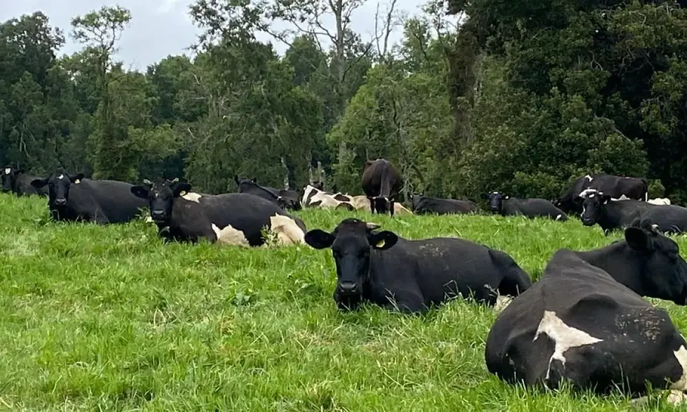 Desarrollan herramienta para estimar huella de carbono en sector lechero