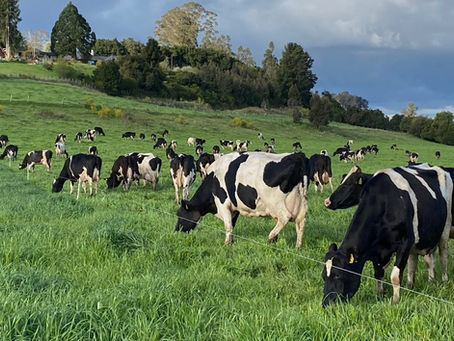 Consorcio Lechero y Ministerio de Agricultura proyectan una industria más sostenible y modernización normativa
