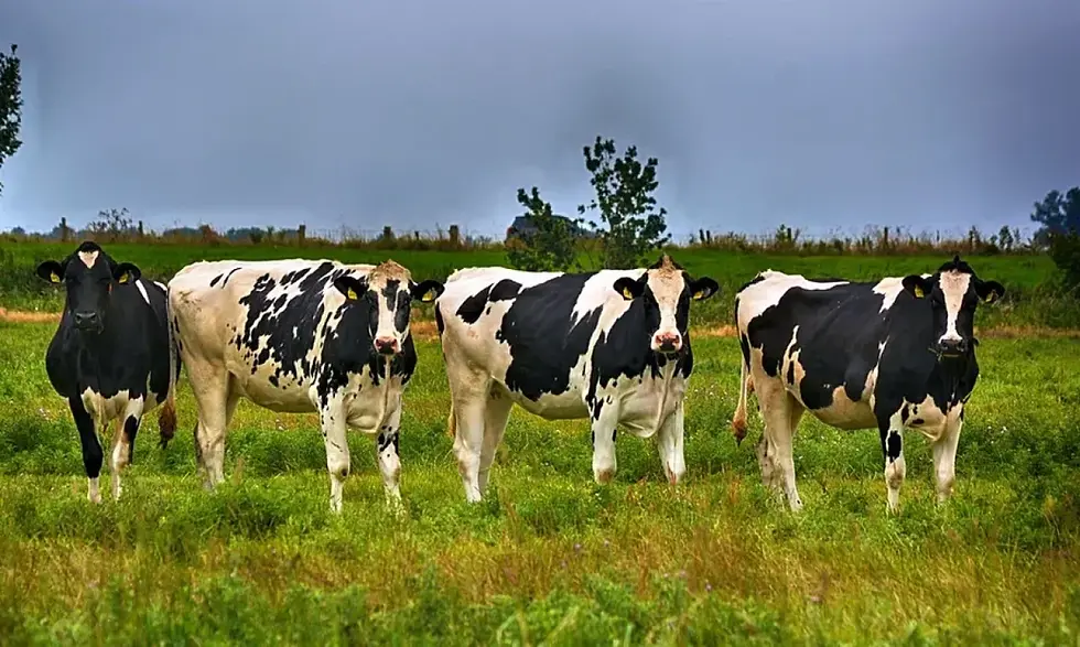Producción mundial de leche creció 1,9% en mayo con EE.UU y la Unión Europea al alza