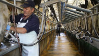 Flexibilidad laboral: una necesidad impostergable para la agricultura y la lechería