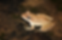 ree
