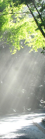 アメトソラ,雨上がり,成長