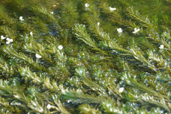 Élodée dense (Egeria densa).