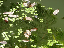 Cornifle immergé (Ceratophyllum demersum) et Spirodèle à plusieurs racines (Spirodella polyrhiza).