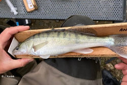 Sandre doré européen (Sander lucioperca).