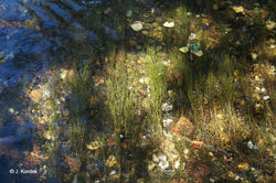 Herbiers de Potamot pectiné (Potamogeton pectinatus).