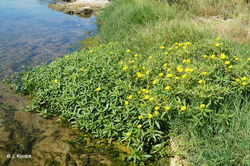 Herbier de jussie (Ludwigia sp).