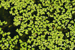 Spirodèle à plusieurs racines (Spirodela polyrhiza).
