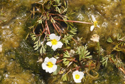 Renoncule peltée (Ranunculus peltatus).
