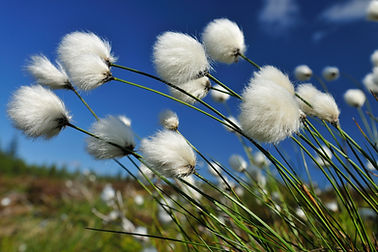 harestailcottongrass4882 L.Campbell.jpg