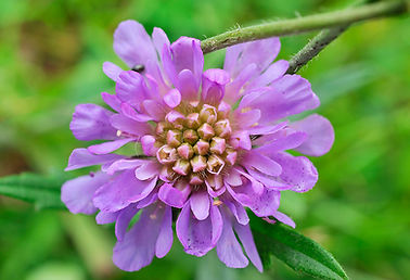 Field Scabious (c) Laurie Campbell