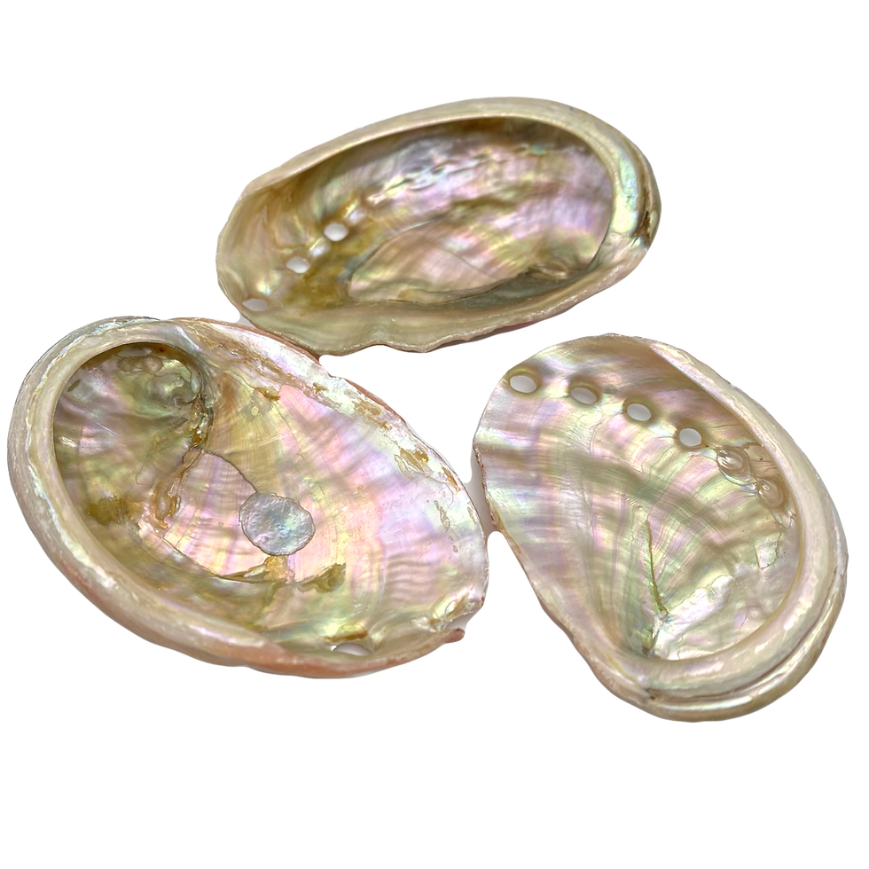 Thumbnail: Small Abalone Shell