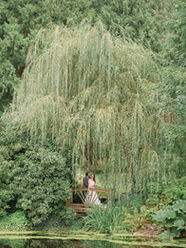 Wide shot of a couple on their wedding day standing on a small wood bridge under a willow tree. They are surrounded by huge green trees, bushes, and plants and are in front of a small pond of water. The groom is hugging his bridge and kissing her on the cheek.
