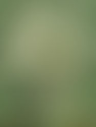 Wide shot of a couple on their wedding day standing on a small wood bridge under a willow tree. They are surrounded by huge green trees, bushes, and plants and are in front of a small pond of water. The groom is hugging his bridge and kissing her on the cheek.