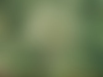 Wide shot of a couple on their wedding day standing on a small wood bridge under a willow tree. They are surrounded by huge green trees, bushes, and plants and are in front of a small pond of water. The groom is hugging his bridge and kissing her on the cheek.