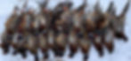 pheasants_edited.jpg
