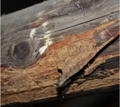 dommages au bois causés par les fourmis charpentières