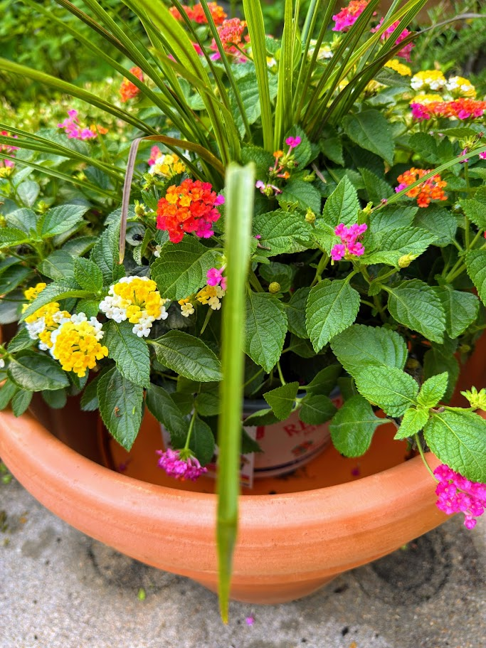 My Favorite Summer Outdoor Finds by Houston interior designer Nancy Lane Interiors.
outdoor garden decor
gardening supplies
outdoor furniture
summer garden