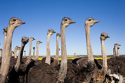 Oudtshoorn Zuid-Afrika.jpg