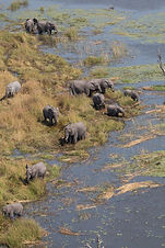 Okavango Delta.jpeg