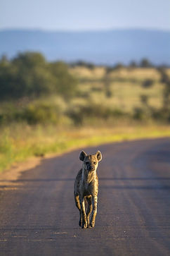 Hyena 7.jpeg