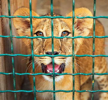 Canned Hunting Zuid-Afrika 1.jpeg