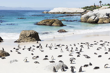 Boulders Beach 1-min.jpeg