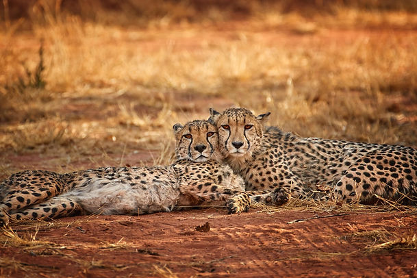 Cheetah 28.jpeg