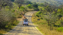 Safari Kruger 8.jpeg
