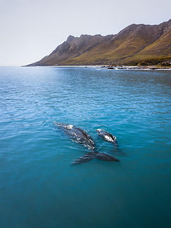 Walvis 3.jpeg
