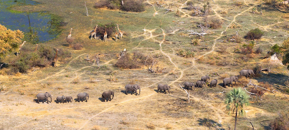 Okavango Delta Botswana header