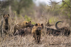 Hyena 5.jpeg