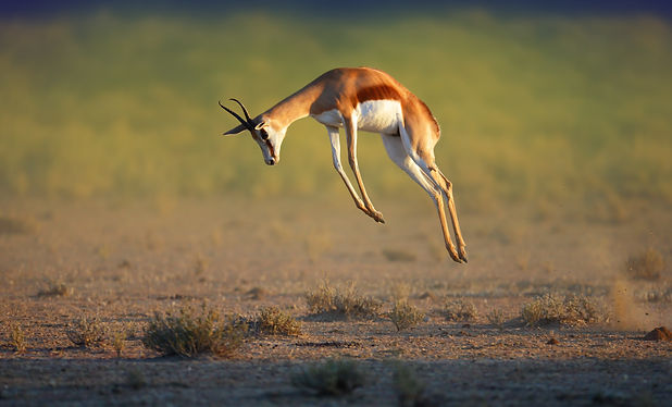 Impala 1.jpeg