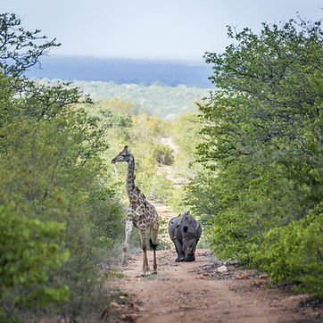 Safari Kruger 9.jpeg