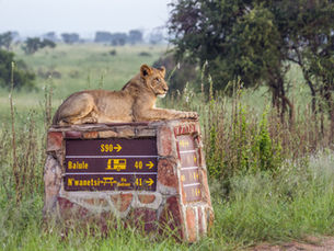 Bezienswaardigheid Zuid-Afrika: Kruger National Park