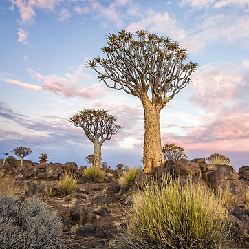 Queever Tree Namibië