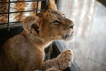 Canned Hunting Zuid-Afrika 2.jpeg