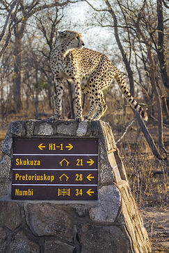 Cheetah 30.jpeg