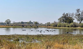 Kuyo reviews Hippo Camp Site.jpeg