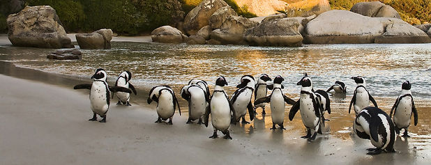 Boulders Beach Zuid-Afrika.jpeg