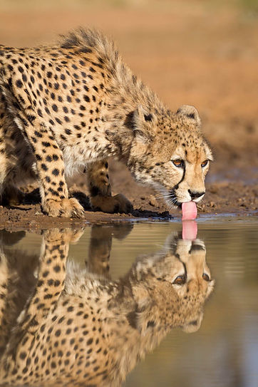 Cheetah 1-min.jpeg