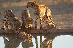 Cheetah safari.jpeg