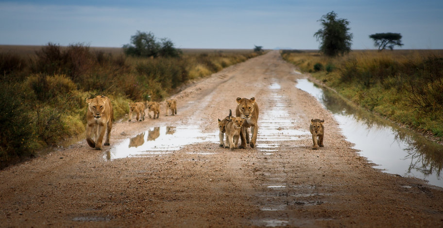 Leeuwen Zuid-Afrika header.jpeg