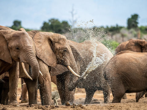 Bezienswaardigheid Zuid-Afrika: Addo Elephant National Park