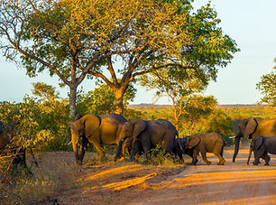 Olifanten Zuid-Afrika Botswana header.jpg