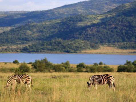Bezienswaardigheid Zuid-Afrika: Pilanesberg National Park