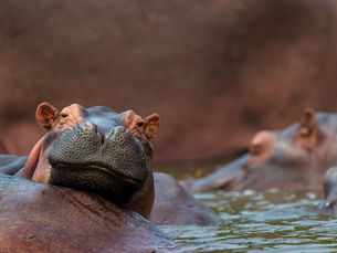 Bezienswaardigheid Zuid-Afrika: St. Lucia / iSimangaliso Wetland Park
