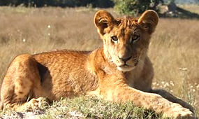Kuyo reviews Jurjen Erika Bouwman Namibie Botswana.jpeg