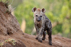 Hyena 2.jpeg