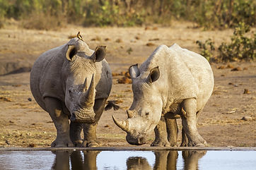 Neushoorn 12.jpeg